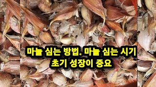 마늘 심는방법, 마늘 심는 시기  마늘초기성장 중요