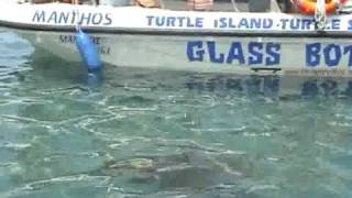 preview picture of video 'Manthos Turtle Spotting'