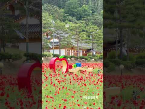 꽃양귀비 니가 좋아