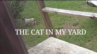 THE CAT IN MY YARD | TRAILER