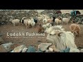 Ladakh Pashmina The Authentic Sustainable Cashmere