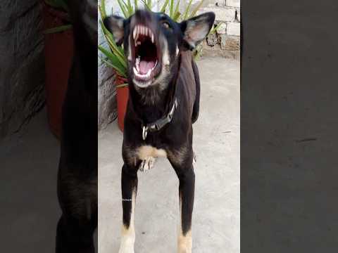 "Real Angry Black Dog Sound | Intense Growl & Bark"