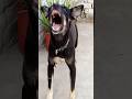 Real Angry Black Dog Sound Intense Growl Bark