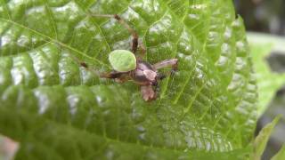 Spider on a Leaf - Order Araneae