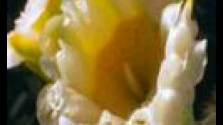 Where Have All the Flowers Gone