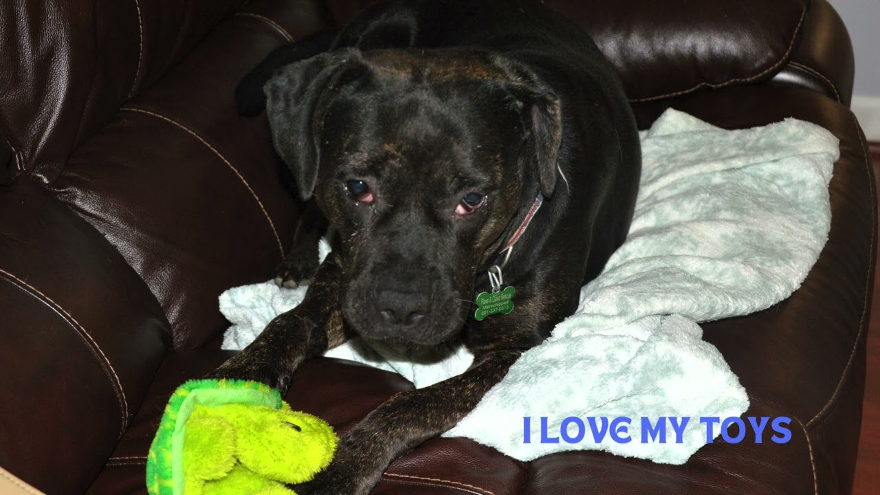Enlarge Baby Cakes sweet girl, an adoptable mixed breed in Broadalbin, NY video 6/6