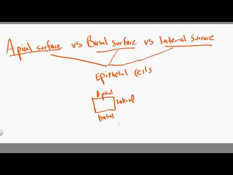 apical vs basal vs lateral