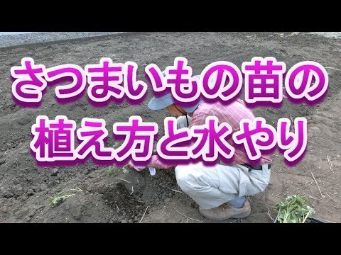 さつまいもの土作りに石灰は？やせた土地でもいいの？ | ゆうがの楽々家庭菜園　
