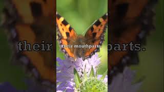 Download lagu Butterflies Don't Taste With Mouth 🦋 mp3