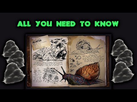 ACHATINA Full Guide! (CP factory!)