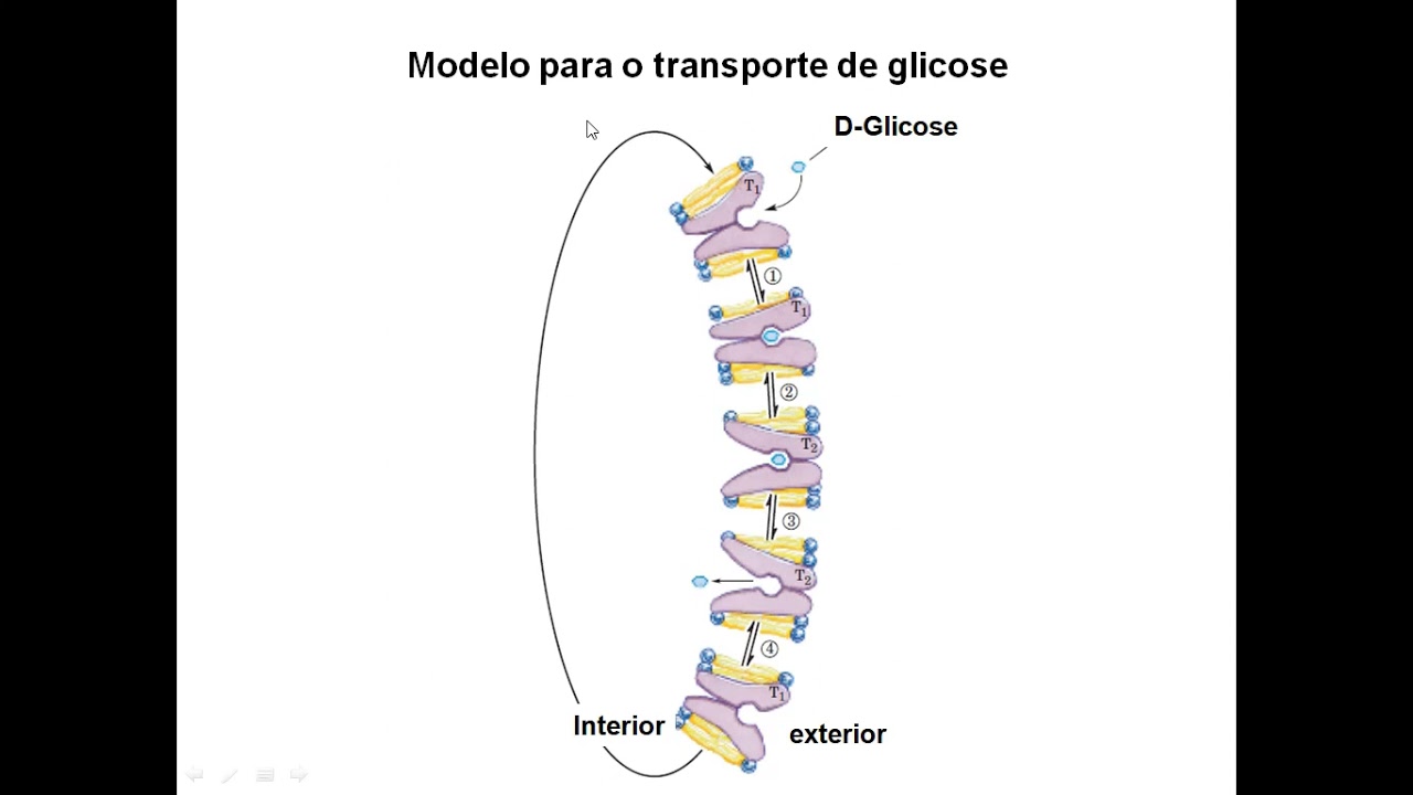 ACH0051 - Aula 8 - Glicólise, Formação de Acetil CoA e Ciclo de Krebs