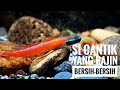 Ciri Ciri Ikan Hias Watchman Gobies Fish