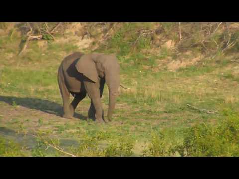 Djuma: Lone Elephant bull-right tusk missing - 17:40 - 12/27/18