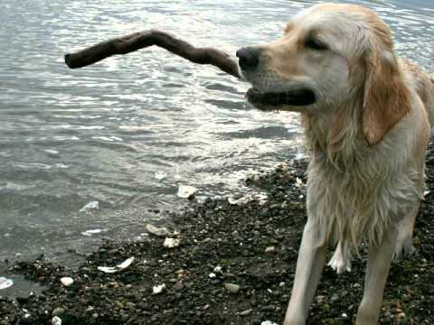 Shellie Hart & SHUG at Hood Canal