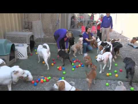 download lagu mp3 mp4 Little Red Dog House, download lagu Little Red Dog House gratis, unduh video klip Little Red Dog House