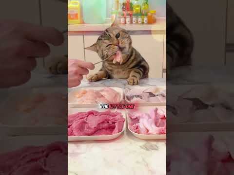 This is the kitten's reaction to trying watermelon for the first time