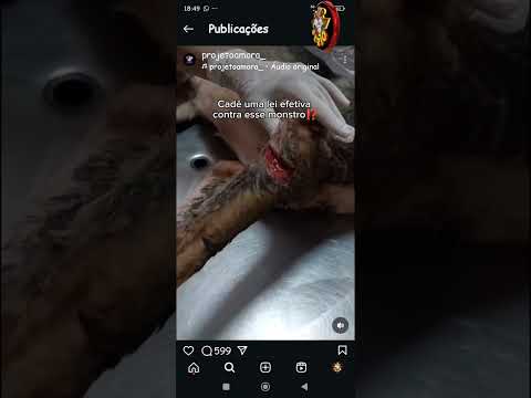 PROJETO AMORA FAZ DENÚNCIA GRAVE DE MAUS TRATOS A ANIMAIS EM JUQUITIBA NA FAVELA DO JUSTINOS.