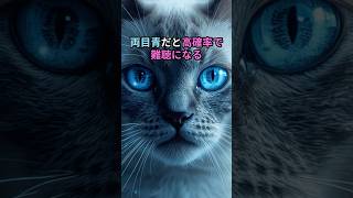 【奇跡の瞳】オッドアイ　#オッドアイ#猫#神秘的#癒し#かわいい#動物動画＃雑学