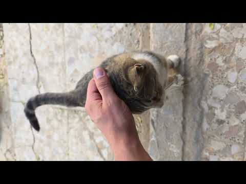 Taboo cat lovely|My Little Cat Loves When I Pet Her 🐱💖[8k]#viral #cat #meowing #safety #8k #4k 