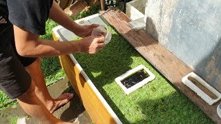 Download lagu Juragan Ikan Cupang Fighter Koh Acoy - Bogor Kota mp3