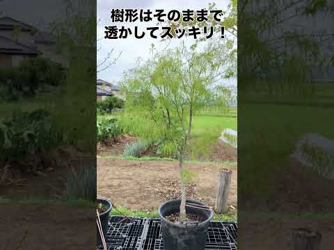 リガチャーのメンテナンス 盆栽 屋内 屋外 木の手入れ方法 形を整える