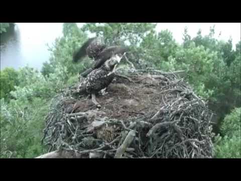 First osprey chick of the season fledges at Loch of the Lowes