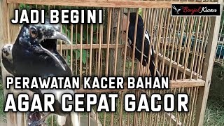 Download lagu Uncovering Kacer Treatment Ingredients So That It Chirps Quickly - BONJOL KICAU mp3