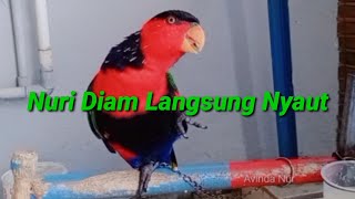 Download lagu Cocok  Untuk Pancingan Nuri Malas Bunyi mp3