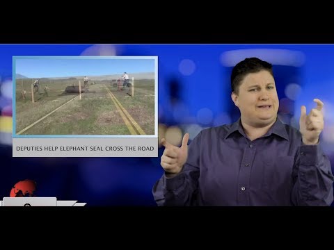 Deputies help elephant seal cross the road (ASL - 1.31.19)