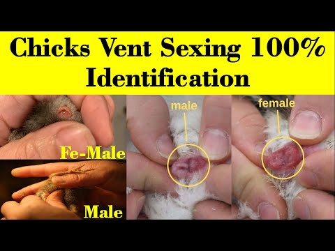 , title : 'How to Identify Male and Female Chicks | Vent Sexing in chicks | chicks sexing | hen | Baby Chicks'