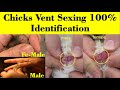 How To Identify Male And Female Chicks Vent Sexing In Chicks Chicks Sexing Hen Baby Chicks