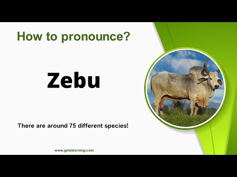 How to pronounce Zebu in English correctly