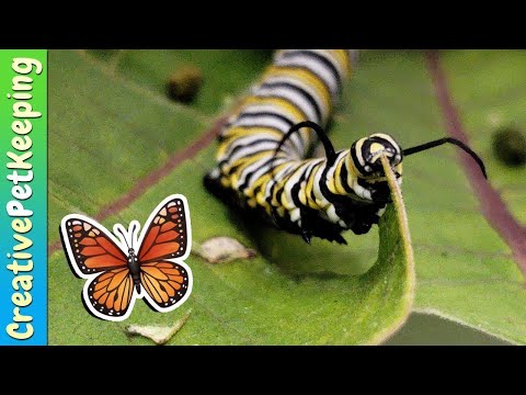 How to raise a caterpillar into a butterfly 🦋 SAVE THE MONARCHS