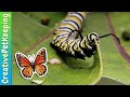 How to raise a caterpillar into a butterfly 🦋 SAVE THE MONARCHS