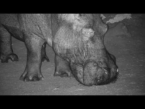 Djuma: Lone Hippo arrives - 00:45 - 10/31/19