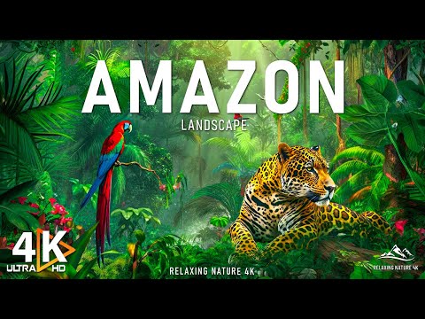 Amazon 4K - Der weltweit größte tropische Regenwald | Amazon Rainforest | Entspannungsfilm