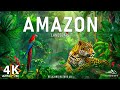 Amazon 4K Der Weltweit Größte Tropische Regenwald Amazon Rainforest Entspannungsfilm