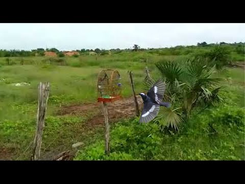 Bigodinho cantando no mato levei meu bigodinho para cantar no mato