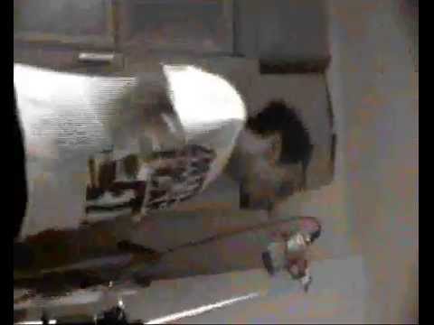 FiGo_FaHRi - eLveda Sana