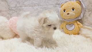 マルチーズの動画01