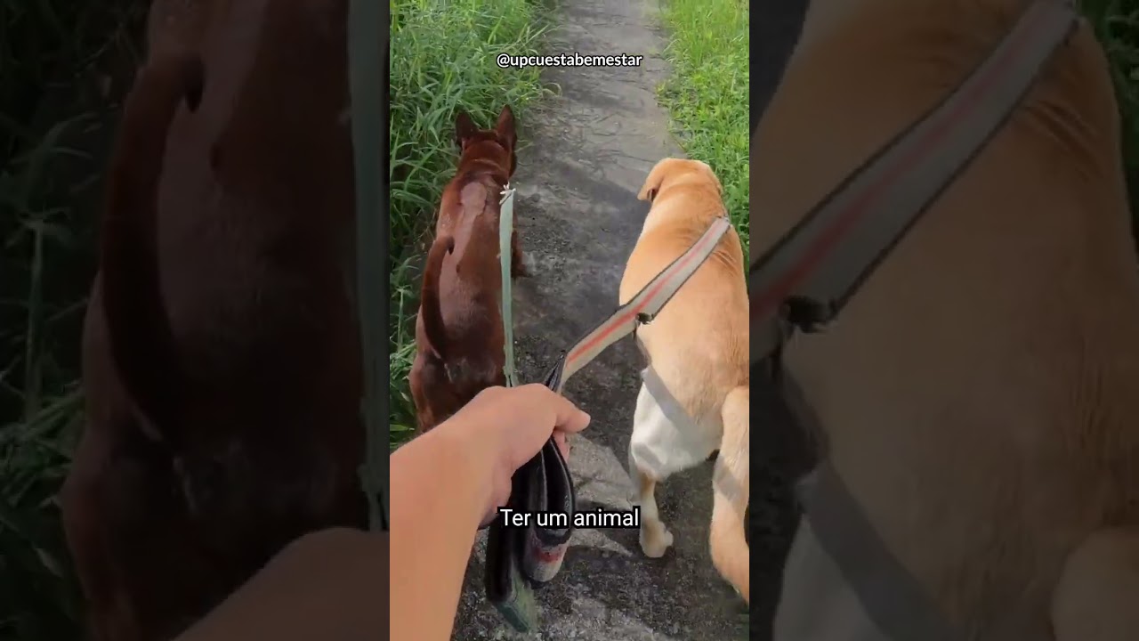 A influência positiva dos animais de estimação no comportamento humano