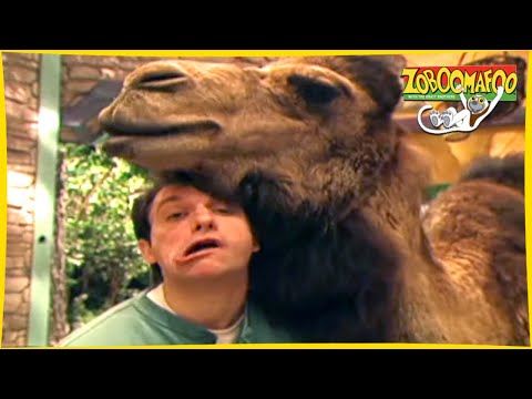 🐘 Zoboomafoo with the Kratt Brothers! HD | Full Episodes Compilation 🐘