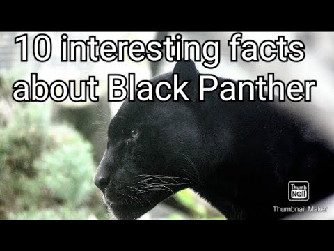 10 Interesting facts about Black Panthers
