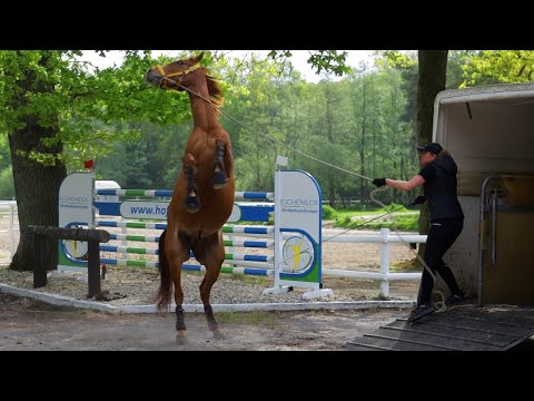 Pferd schockiert Trainerin und rührt sie am Ende zu Tränen - Wallach Luca macht Ernst