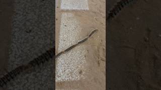 faze tari trenulet omida