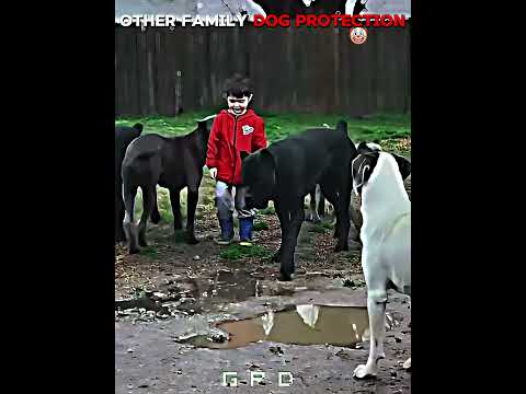 Other Family Dog Protection vs This Dog ☠️ | #edit #trollface #usa #newyork #dog