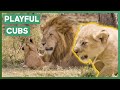 Caring Male Lion Plays With His Cubs Big Cat Tales