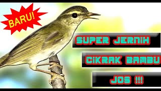 Download lagu MASTERAN PLECI  - SUARA CIKRAK BAMBU GACOR JERNIH mp3