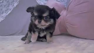 チワワ（ロング）の動画01