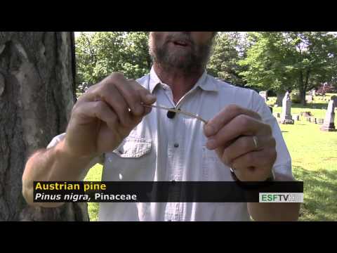 Trees with Don Leopold - Austrian pine